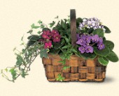 Stems... A Florist, Scottsdale, Arizona - Mixed African Violet Basket, picture