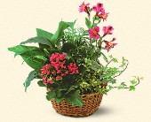 Stems... A Florist, Scottsdale, Arizona - Dish Garden with Pinks, picture