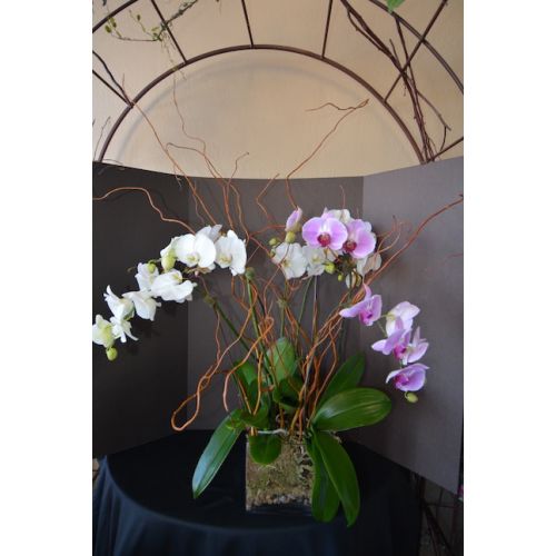 Orchid Plants of Modern Dreams